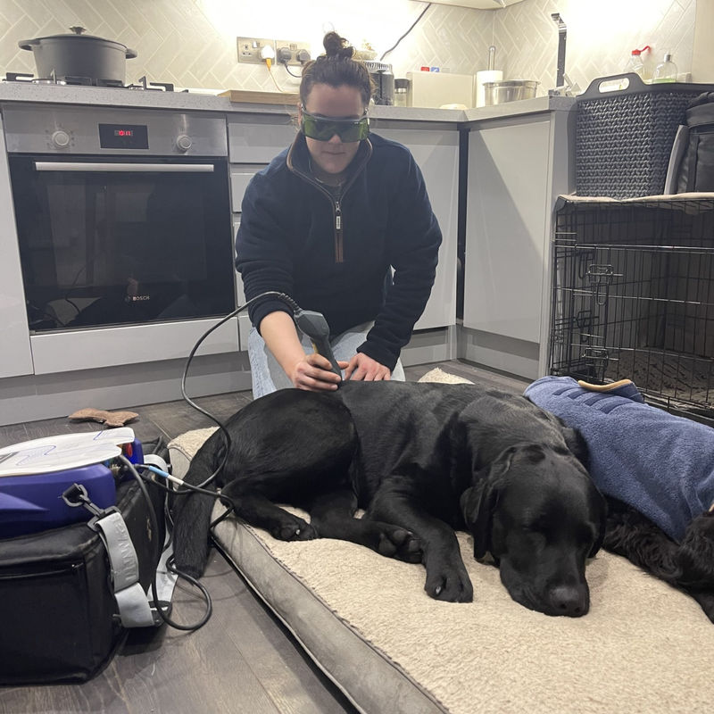Canine Physiotherapy