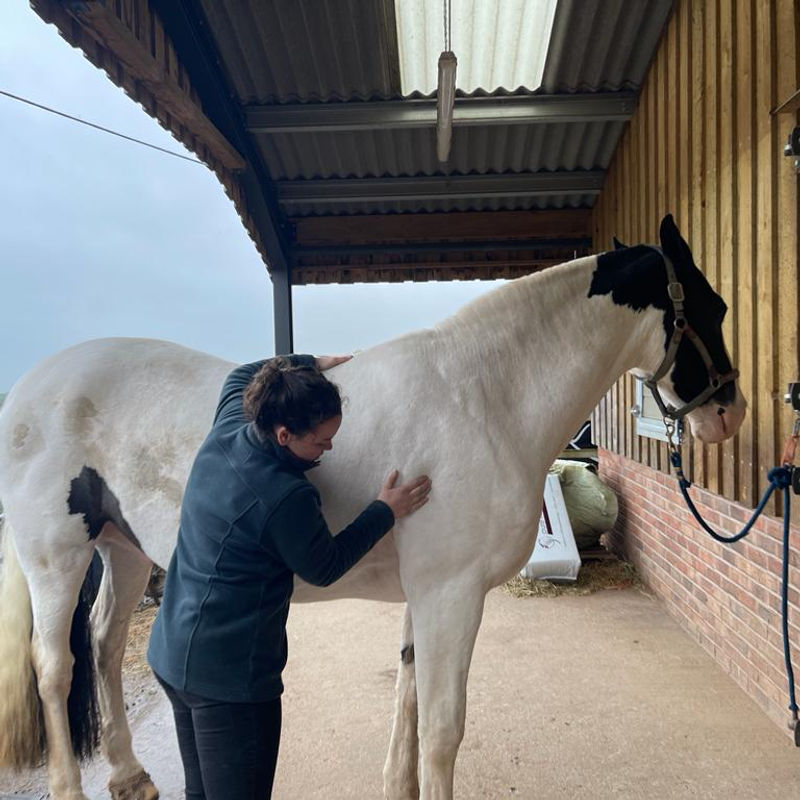 Equine Physiotherapy